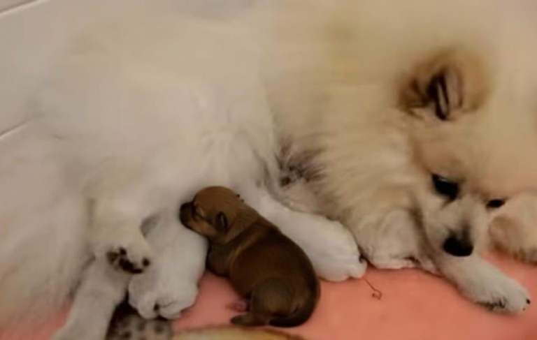 Pomeranian puppies for sale in Redbridge, Greater London – 8 weeks old - Image 6 of 6