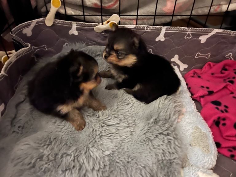 Pomeranian puppies for sale in Pencoed, Mid Glamorgan – 12 weeks old