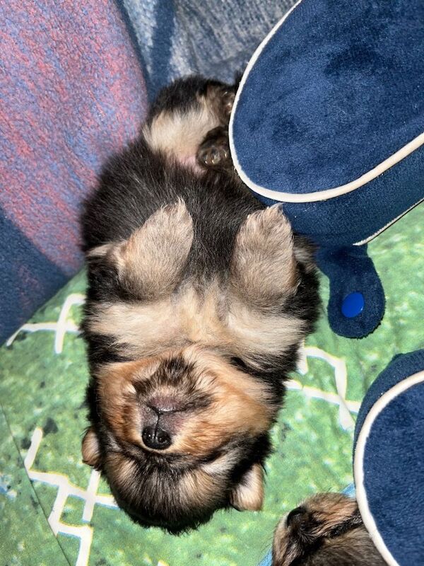Pomeranian puppies for sale in Pencoed, Mid Glamorgan – 9 weeks old - Image 2 of 4