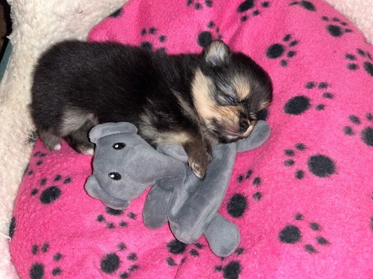 Pomeranian puppies for sale in Pencoed, Mid Glamorgan – 9 weeks old - Image 3 of 4