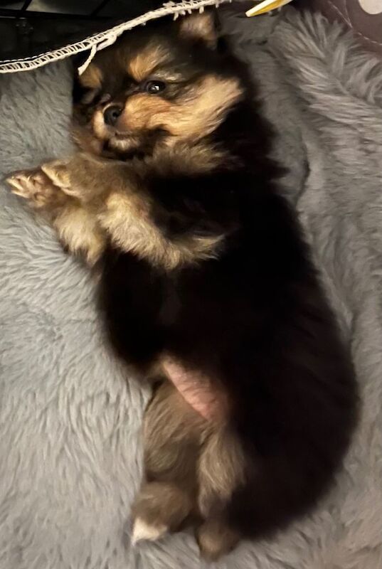 Pomeranian puppies for sale in Pencoed, Mid Glamorgan – 9 weeks old - Image 4 of 4