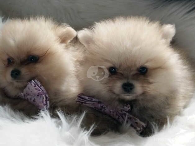 Pomeranian puppies for sale in Dungannon – 11 months old - Image 1 of 4