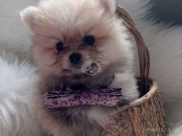 Pomeranian puppies for sale in Dungannon – 11 months old - Image 2 of 4