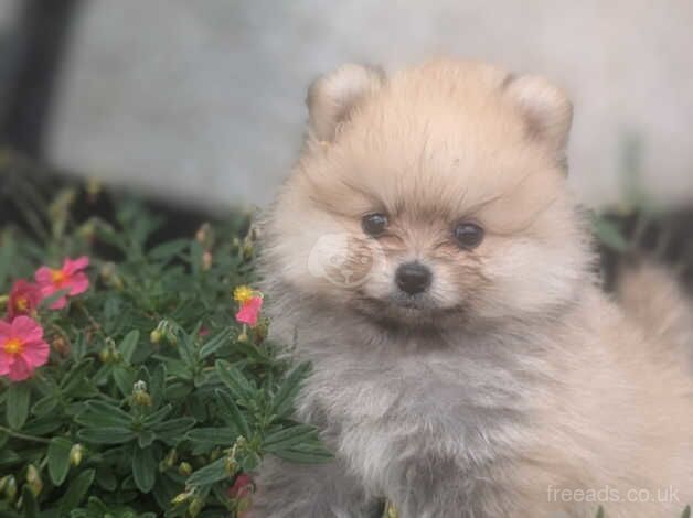 Pomeranian puppies for sale in Dungannon – 11 months old - Image 3 of 4