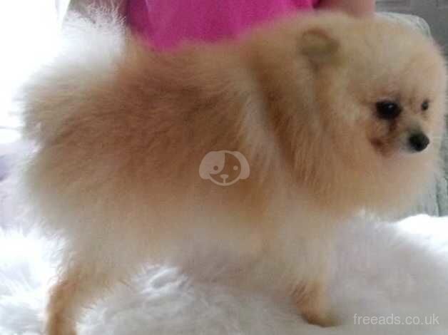 Pomeranian puppies for sale in Dungannon – 11 months old - Image 4 of 4