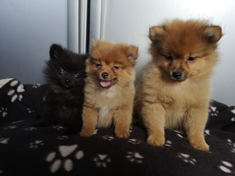 Pomeranian Puppies For Sale Under £500