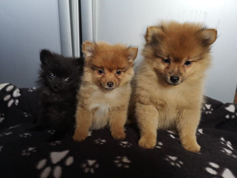 Miniature Pomeranian puppies for sale. for sale in Coleraine, County Londonderry | Image 2