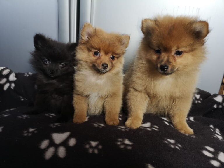 Miniature Pomeranian puppies for sale. for sale in Coleraine, County Londonderry | Image 3