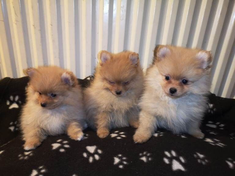 Miniature Pomeranian puppies for sale.