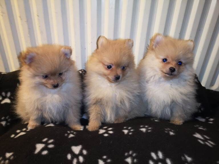 Miniature Pomeranian puppies for sale. - Image 2 of 5