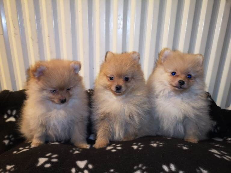 Miniature Pomeranian puppies for sale. - Image 3 of 5