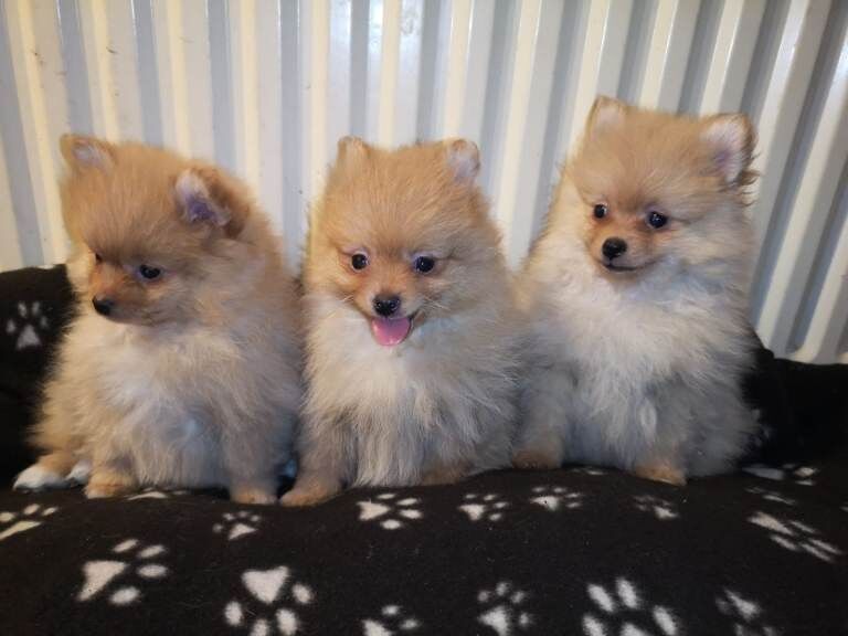 Miniature Pomeranian puppies for sale. - Image 4 of 5