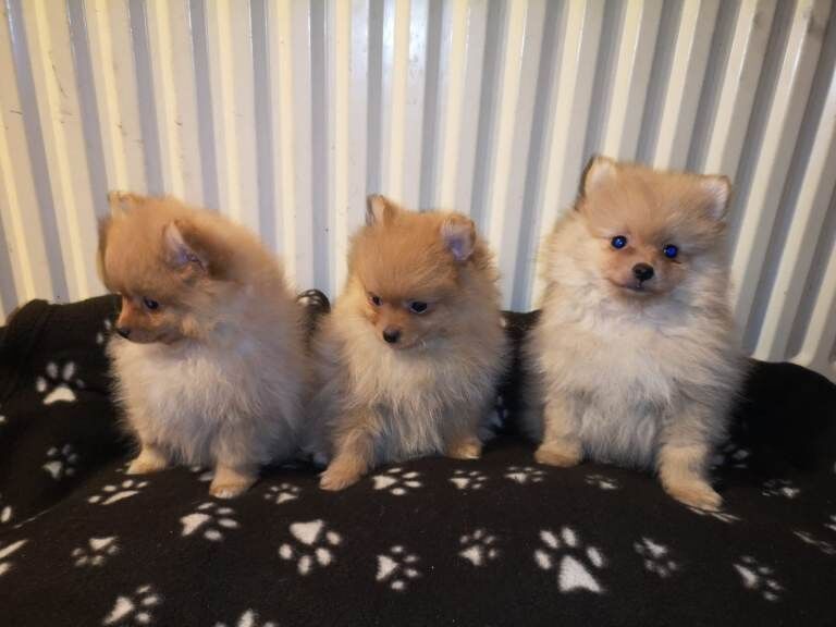 Miniature Pomeranian puppies for sale. - Image 5 of 5
