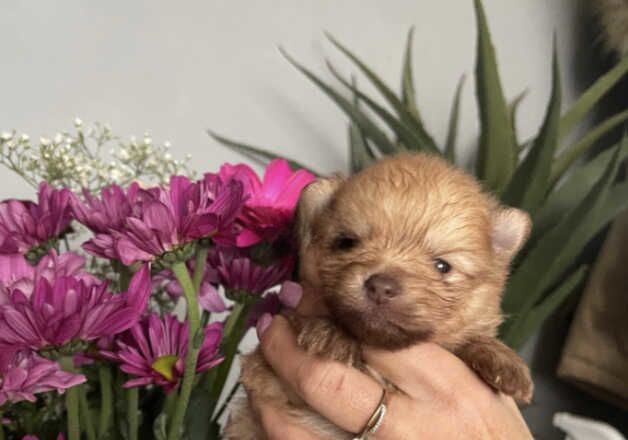 Pomeranian puppies for sale in Enfield, Enfield, Greater London – 1 year old - Image 1 of 1