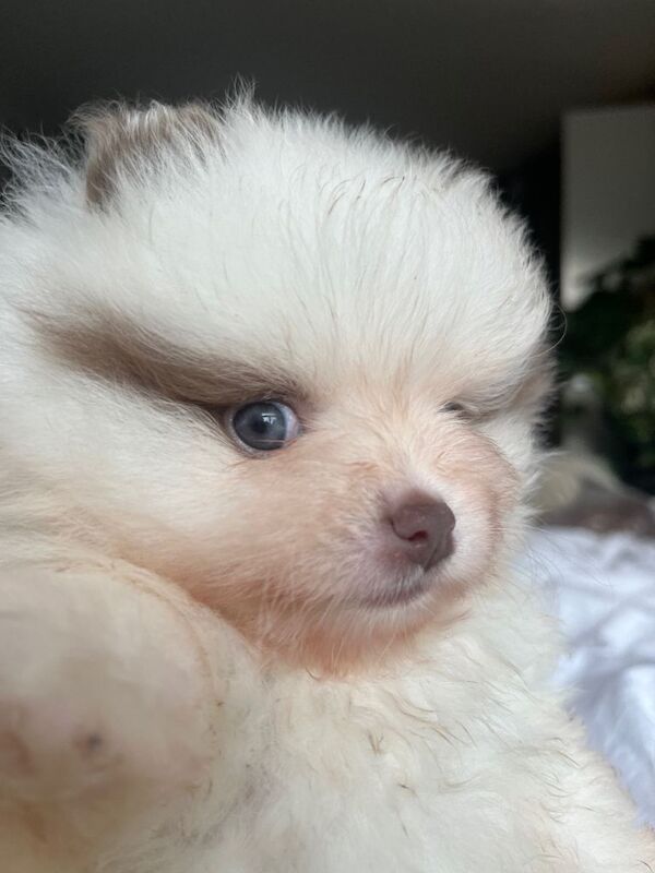 Pomeranian puppies for sale in Ramsgate, Kent – 7 weeks old