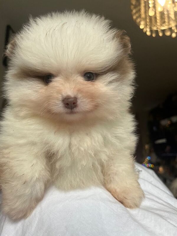 Pomeranian puppies for sale in Ramsgate, Kent – 7 weeks old - Image 2 of 4