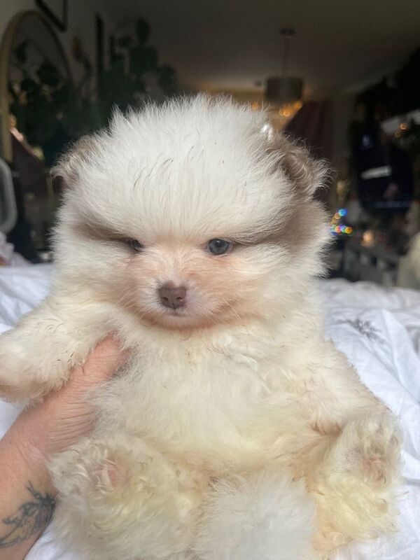 Pomeranian puppies for sale in Ramsgate, Kent – 7 weeks old - Image 3 of 4
