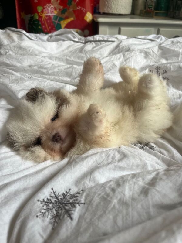 Pomeranian puppies for sale in Ramsgate, Kent – 7 weeks old - Image 4 of 4