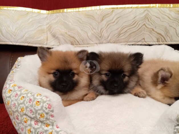 Pomeranian puppies for sale in Newtownabbey, County Antrim – 1 year old - Image 2 of 4