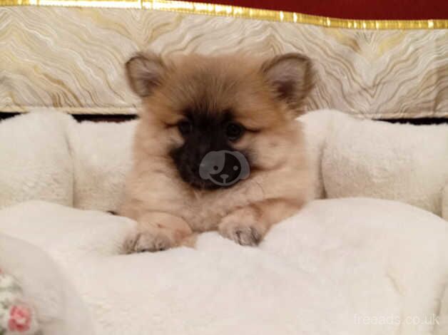 Pomeranian puppies for sale in Newtownabbey, County Antrim – 1 year old - Image 3 of 4