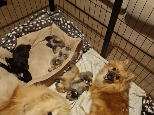 Pomeranian puppies for sale in Newtownabbey, County Antrim – 1 year old - Image 4 of 4