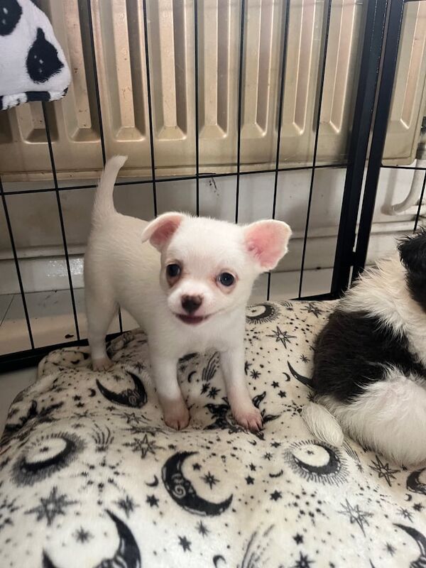 Pomeranian puppies for sale in Ramsgate, Kent – 8 weeks old