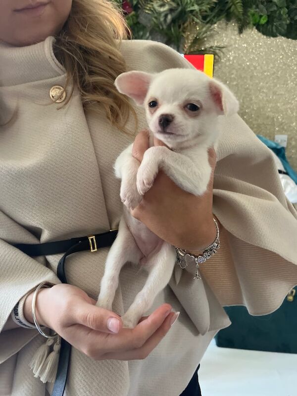 Pomeranian puppies for sale in Ramsgate, Kent – 8 weeks old - Image 2 of 3
