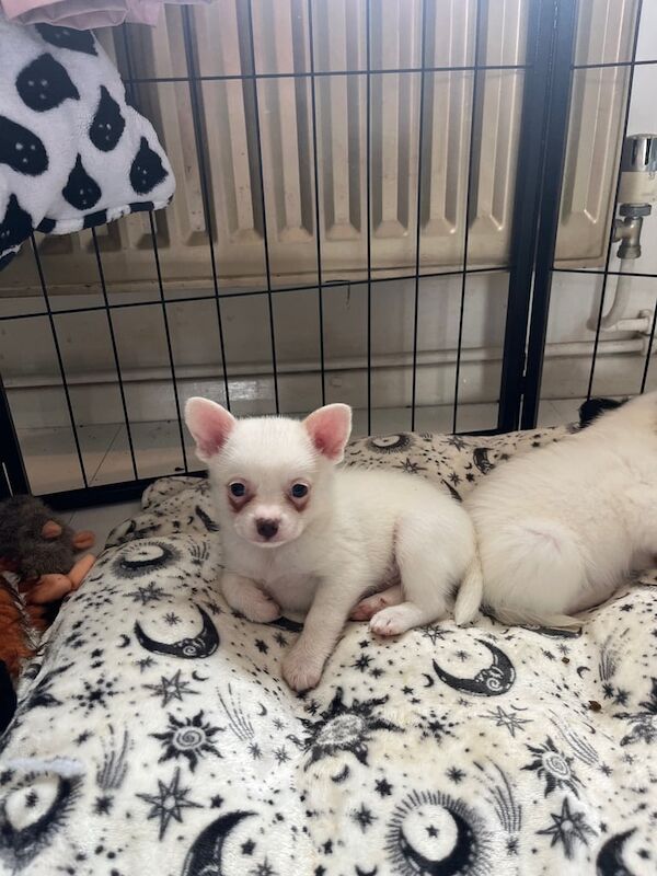 Pomeranian puppies for sale in Ramsgate, Kent – 8 weeks old - Image 3 of 3