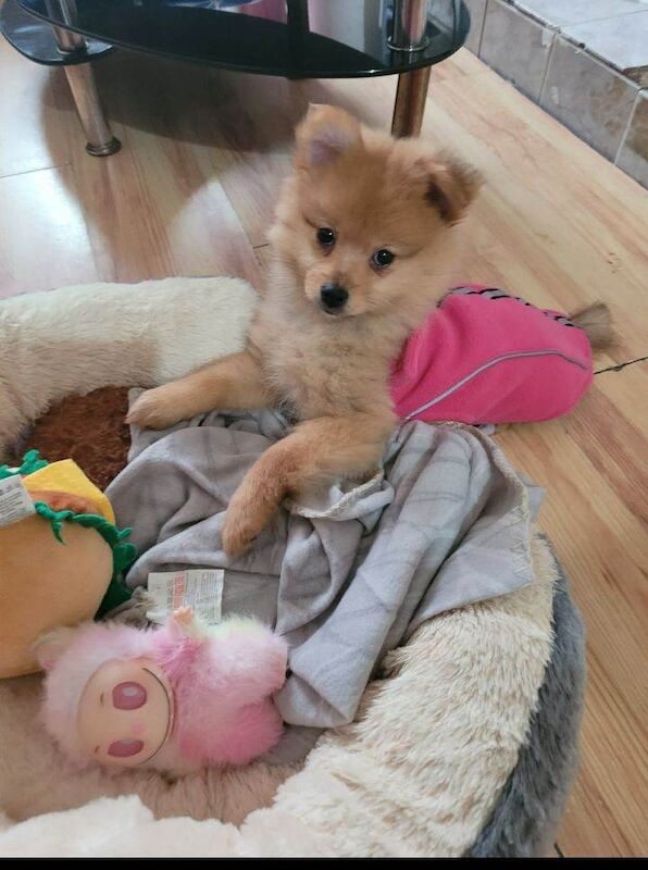 Pomeranian puppies for sale in County Antrim – 11 weeks old