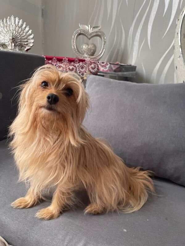 Pomeranian Puppies For Sale Under £1,000