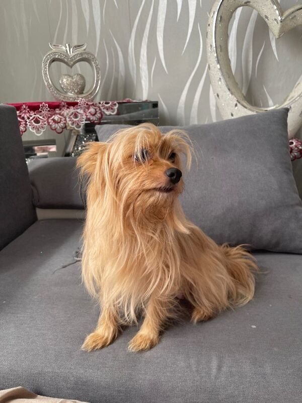 Mix pomerian and Yorkshire Terrier - Image 2 of 5