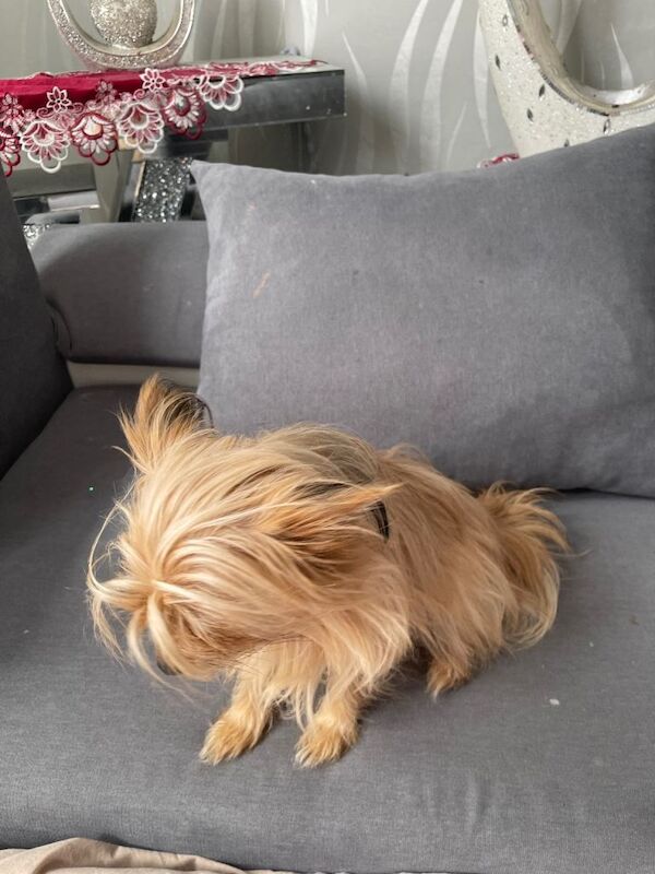 Mix pomerian and Yorkshire Terrier - Image 3 of 5