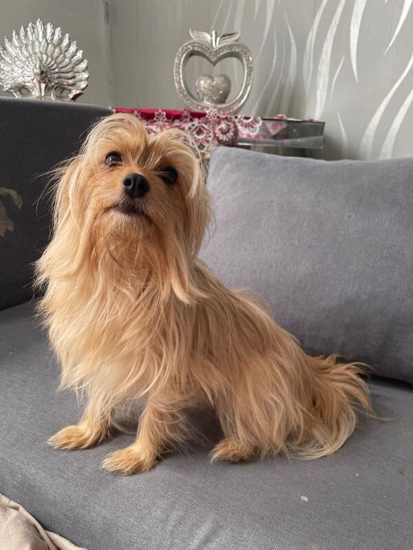 Mix pomerian and Yorkshire Terrier - Image 4 of 5