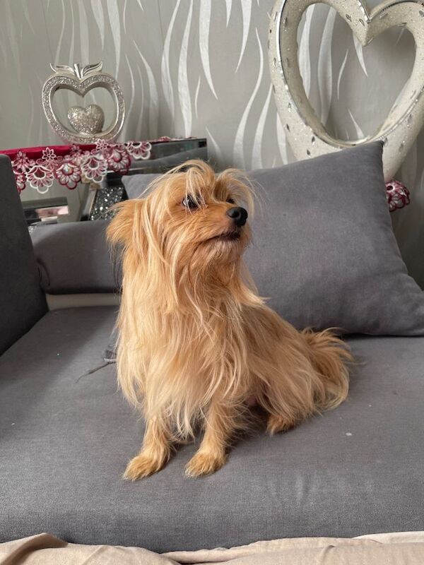 Mix pomerian and Yorkshire Terrier - Image 5 of 5