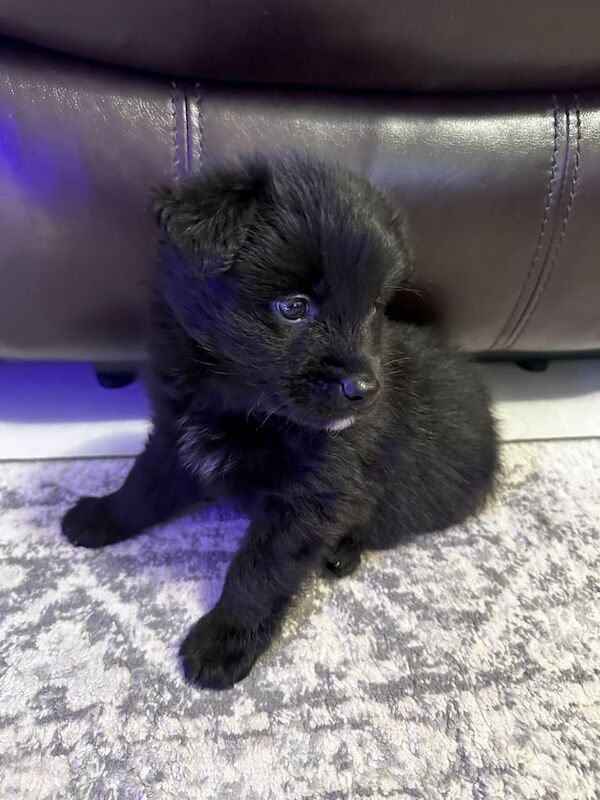 Pomeranian puppies for sale in Gants Hill, Greater London – 1 year old - Image 2 of 3