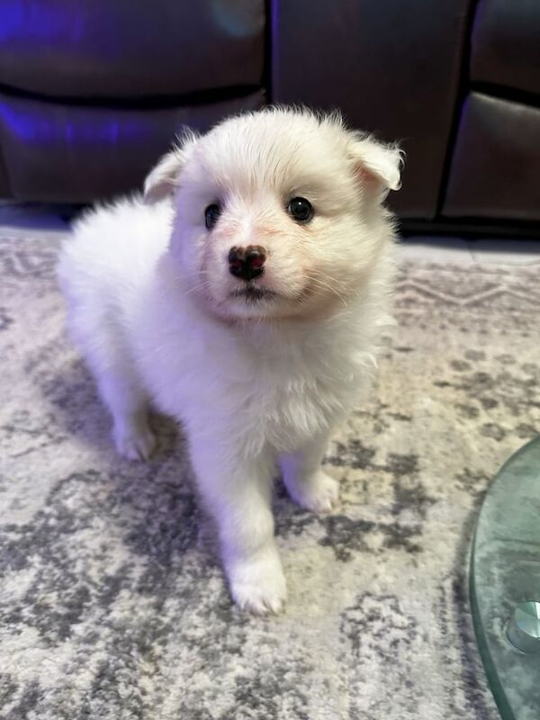 Pomeranian puppies for sale in Gants Hill, Greater London – 1 year old - Image 3 of 3