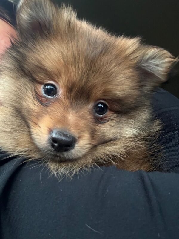 Pomeranian puppies for sale in Manchester, Greater Manchester – 1 year old - Image 2 of 2