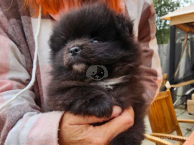 Pomeranian puppies for sale in Southend-on-Sea, Essex – 1 year old - Image 2 of 5