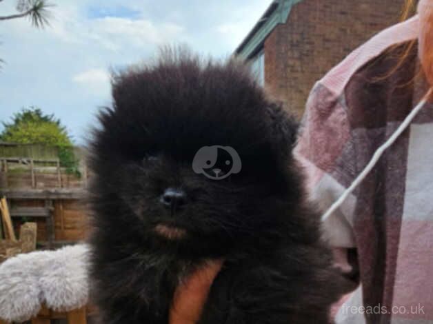 Pomeranian puppies for sale in Southend-on-Sea, Essex – 1 year old - Image 3 of 5