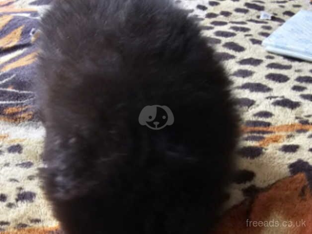 Pomeranian puppies for sale in Southend-on-Sea, Essex – 1 year old - Image 4 of 5