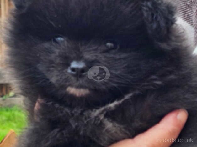 Pomeranian puppies for sale in Southend-on-Sea, Essex – 1 year old - Image 5 of 5