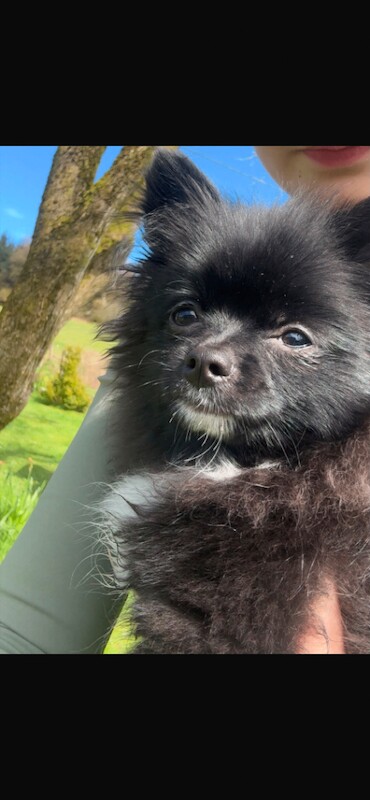 My boy bear