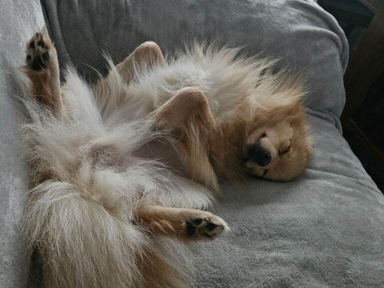 Pomeranian Puppies For Sale Under £1,000