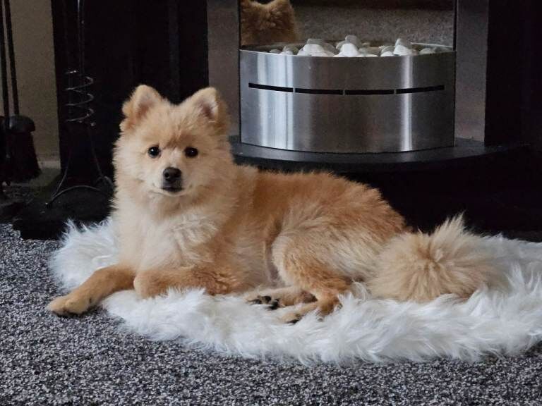 Need new home - Image 3 of 3