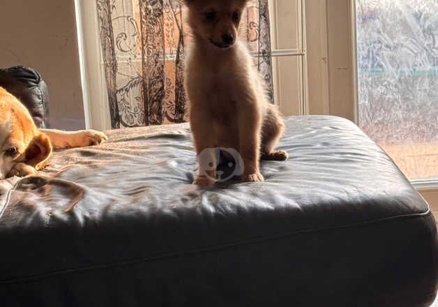 Pomeranian puppies for sale in Dagenham, London – 3 years old - Image 2 of 4