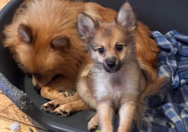 Pomeranian puppies for sale in Dagenham, London – 3 years old - Image 3 of 4