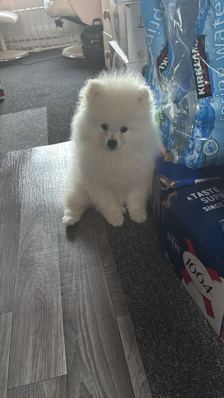 Pomeranian puppies for sale in Sinfin, Derbyshire – 7 months old - Image 2 of 3