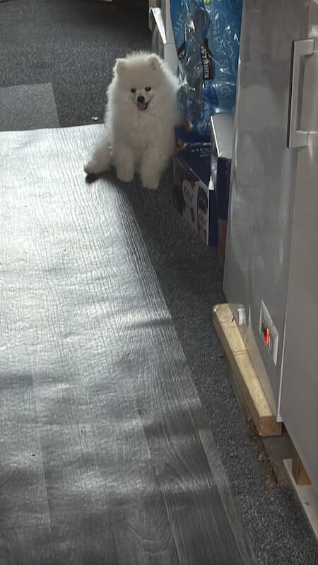 Pomeranian puppies for sale in Sinfin, Derbyshire – 7 months old - Image 3 of 3