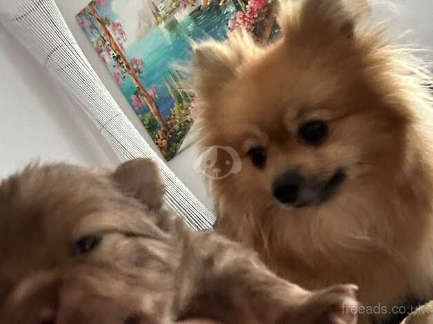 Pomeranian puppies for sale in Leicester, Leicestershire – 1 year old - Image 3 of 5