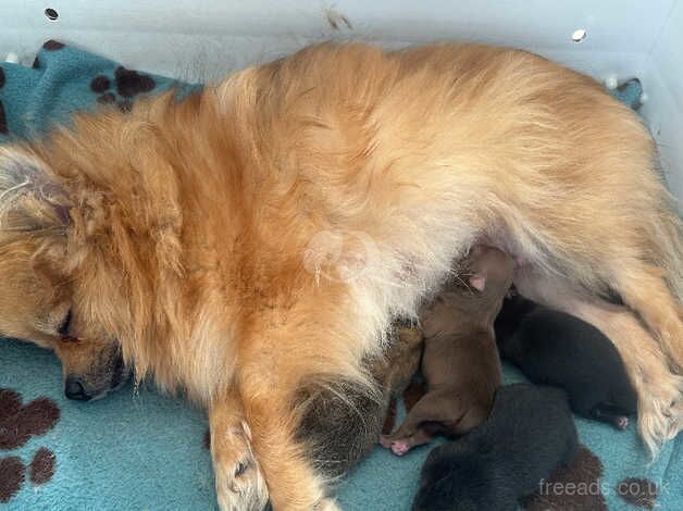 Pomeranian puppies for sale in Leicester, Leicestershire – 1 year old - Image 4 of 5